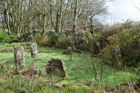 Magnolia Tree in a Cornish Stone Circle