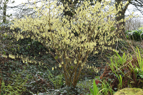 Cowslip Bush in Bloom