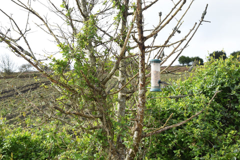 British Garden Birds Feeding 