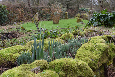 Snowdrops in a moss covered granite wall