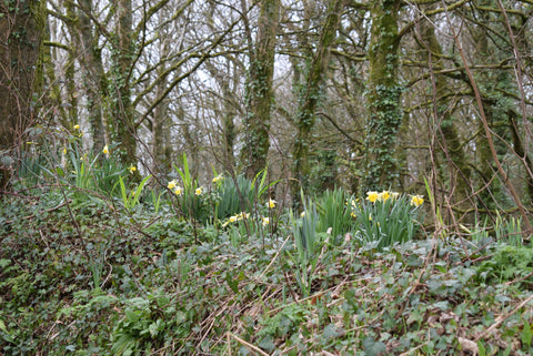 flowering daffodils in February Cornish cottage garden