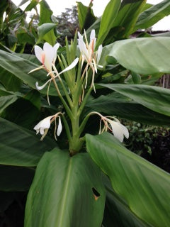 Flowering Banana Plant