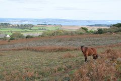 Sancreed Beacon Wild pony in the distance St Michaels Mount