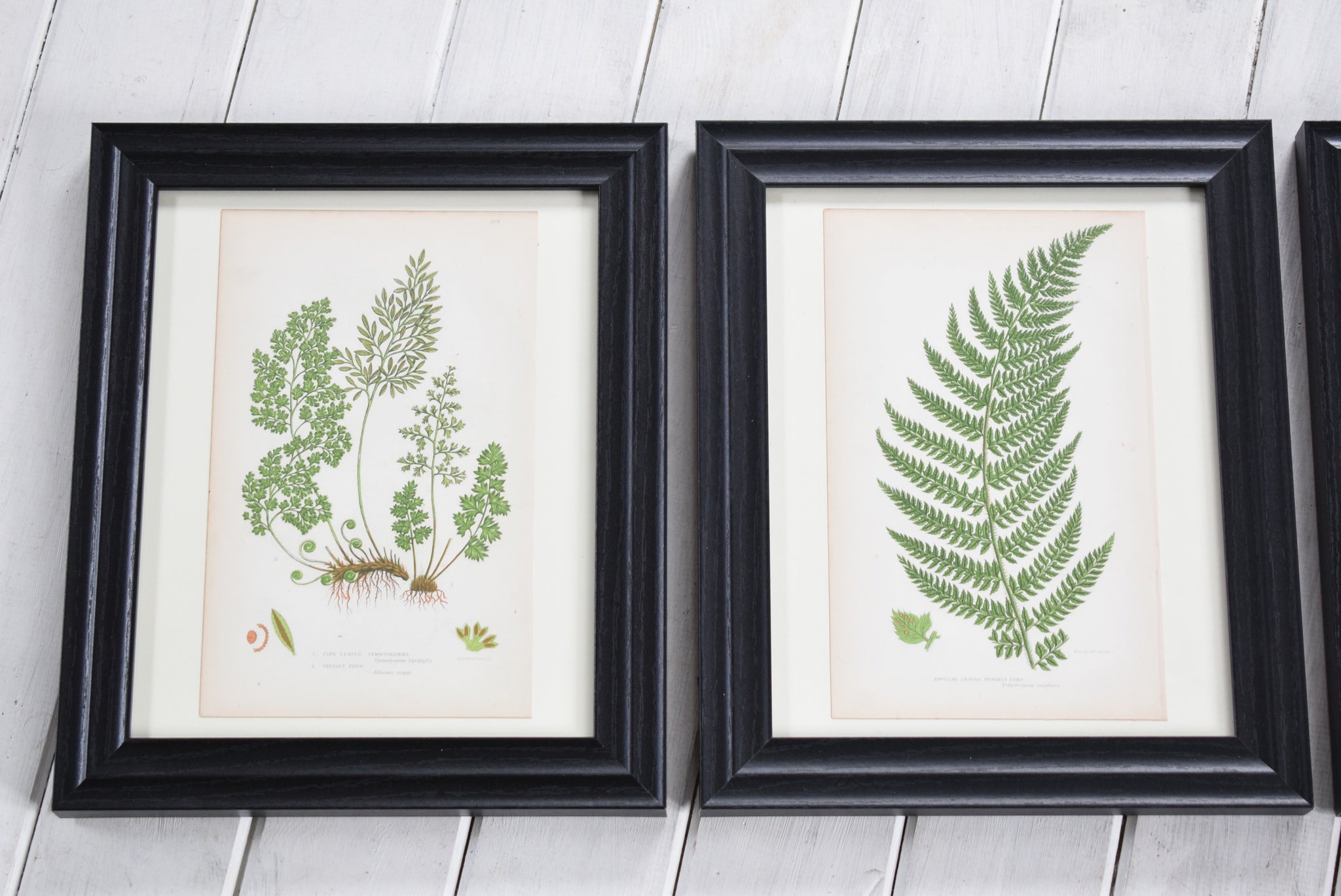 Antique Botanical Prints of Ferns by Anne Pratt-From Grumbla Lane ...
