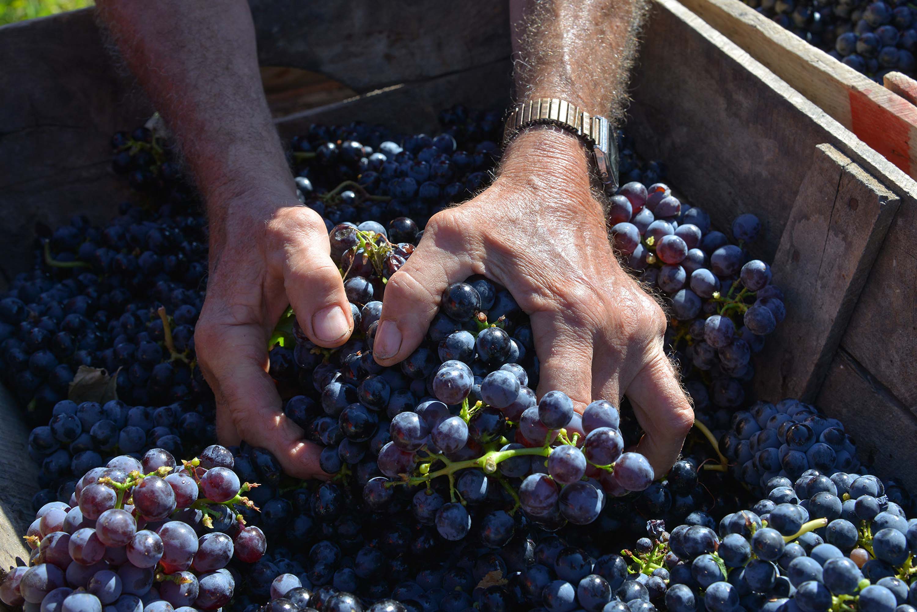  Schöne fruchtige Noten verbinden sich mit den würzigen Noten der Provence und ergeben schöne, komplexe Weine, die sowohl als Essensbegleiter als auch zum geselligen Miteinander passen.