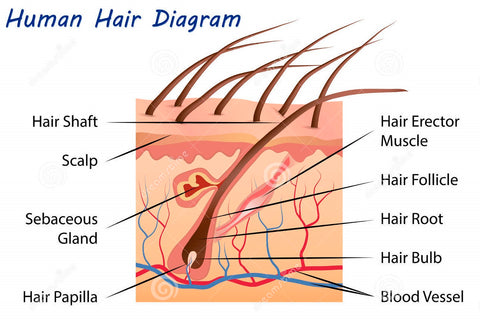 The Human Hair - What Is Hair Made Of? – Royal Formula