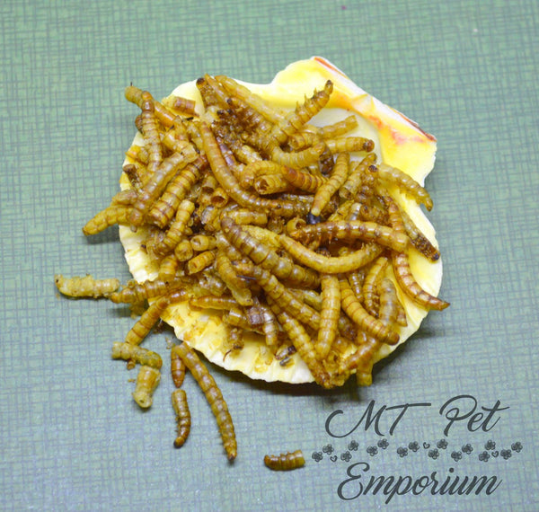 download mealworm food