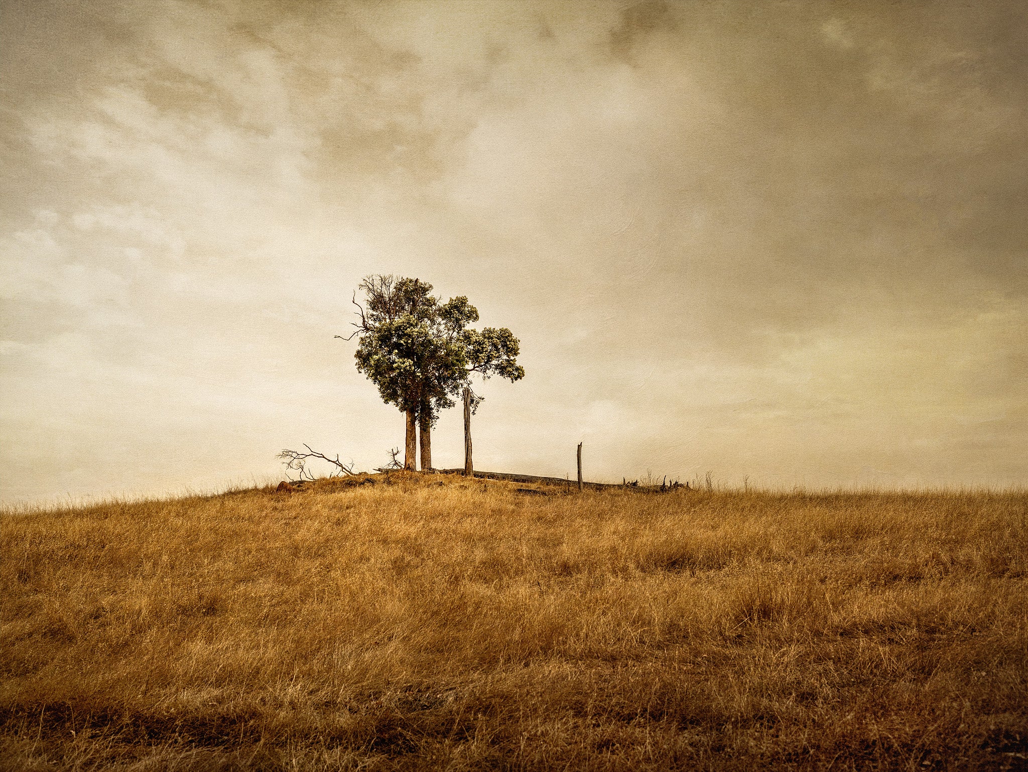 lone tree on a hill near Bridgetown Western Australia