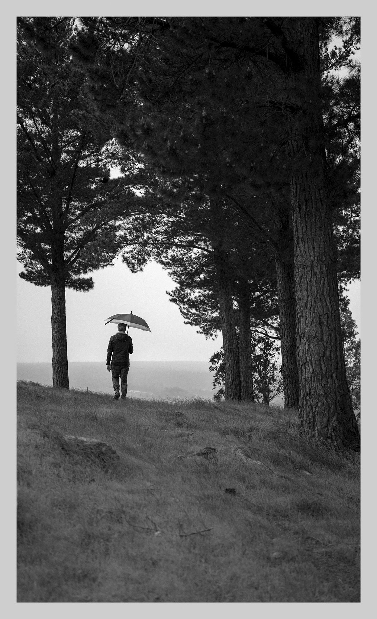 man walking in the rain with an umbrella between pine trees in nannup western australia