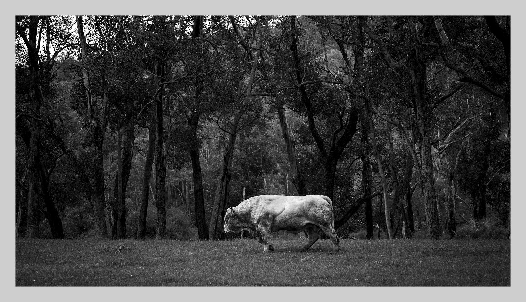 black and white photograph of a bull walking through a paddock in nannup western australia
