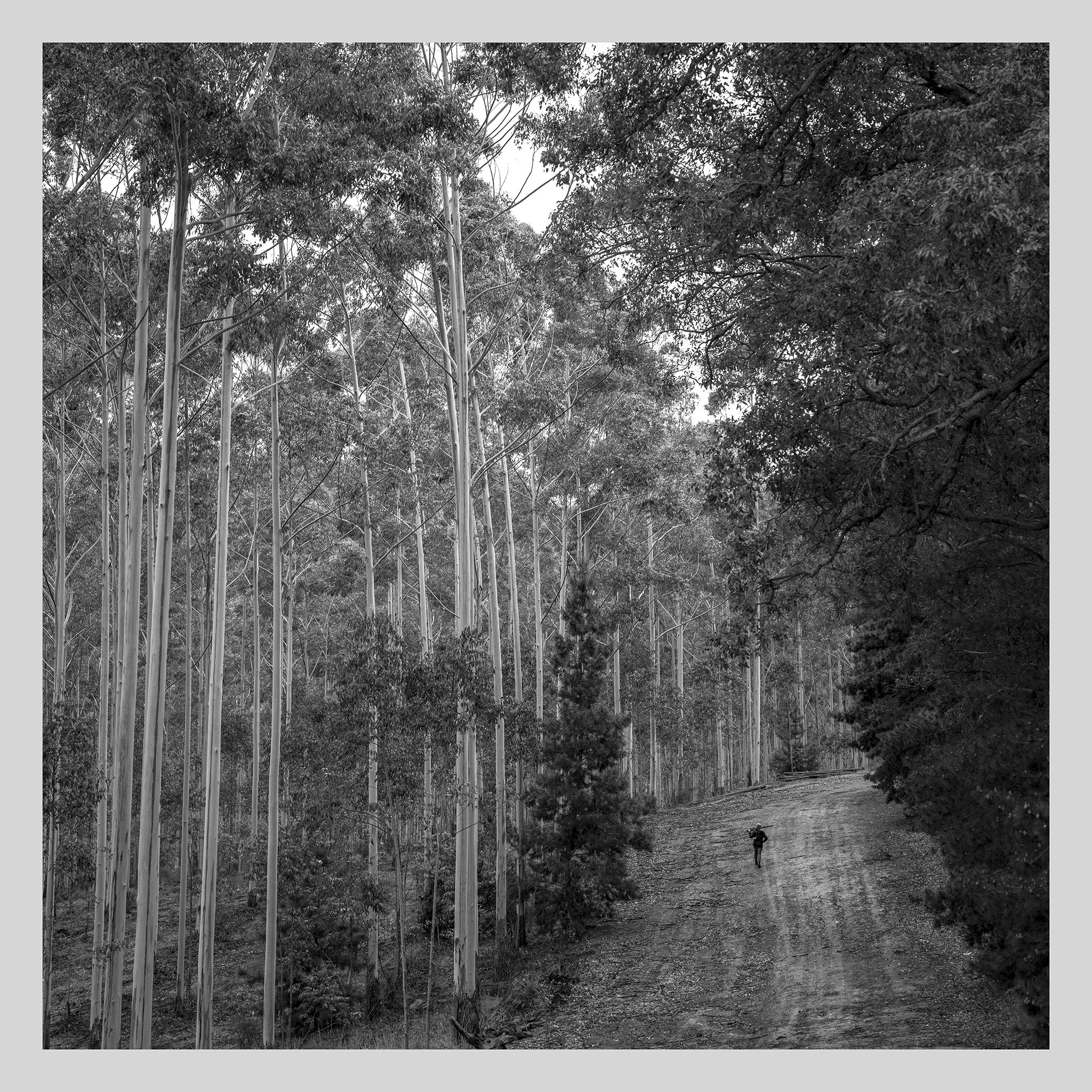 man walking amongst trees in nannup western australia