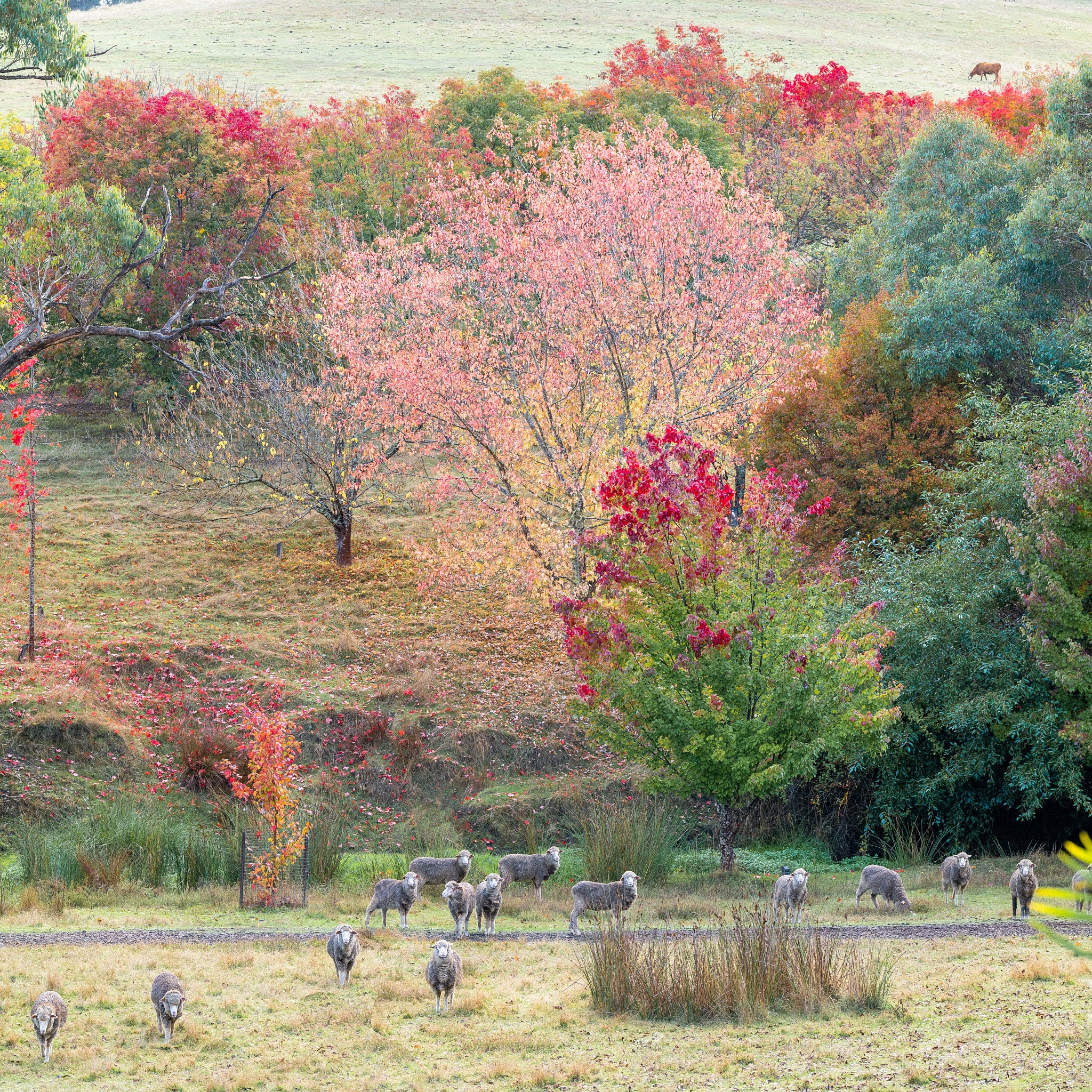sheep in a field at the golden valley tree park