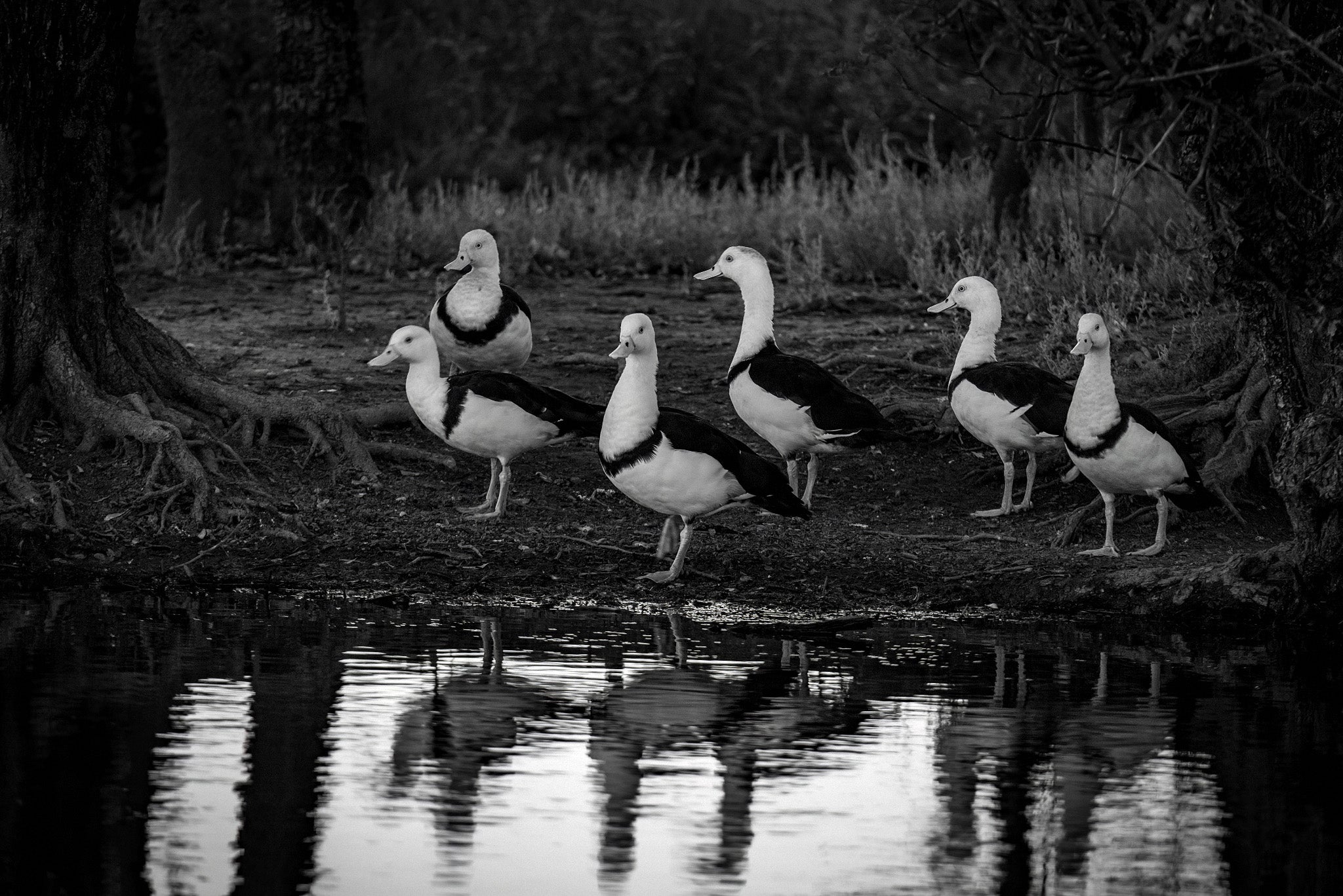 black and white images of birdlife at the marlgu billabong in the kimberley region of western australia