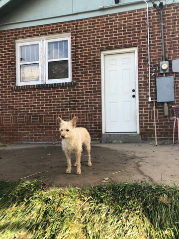 dog door step down