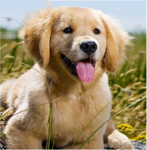 golden labrador puppy