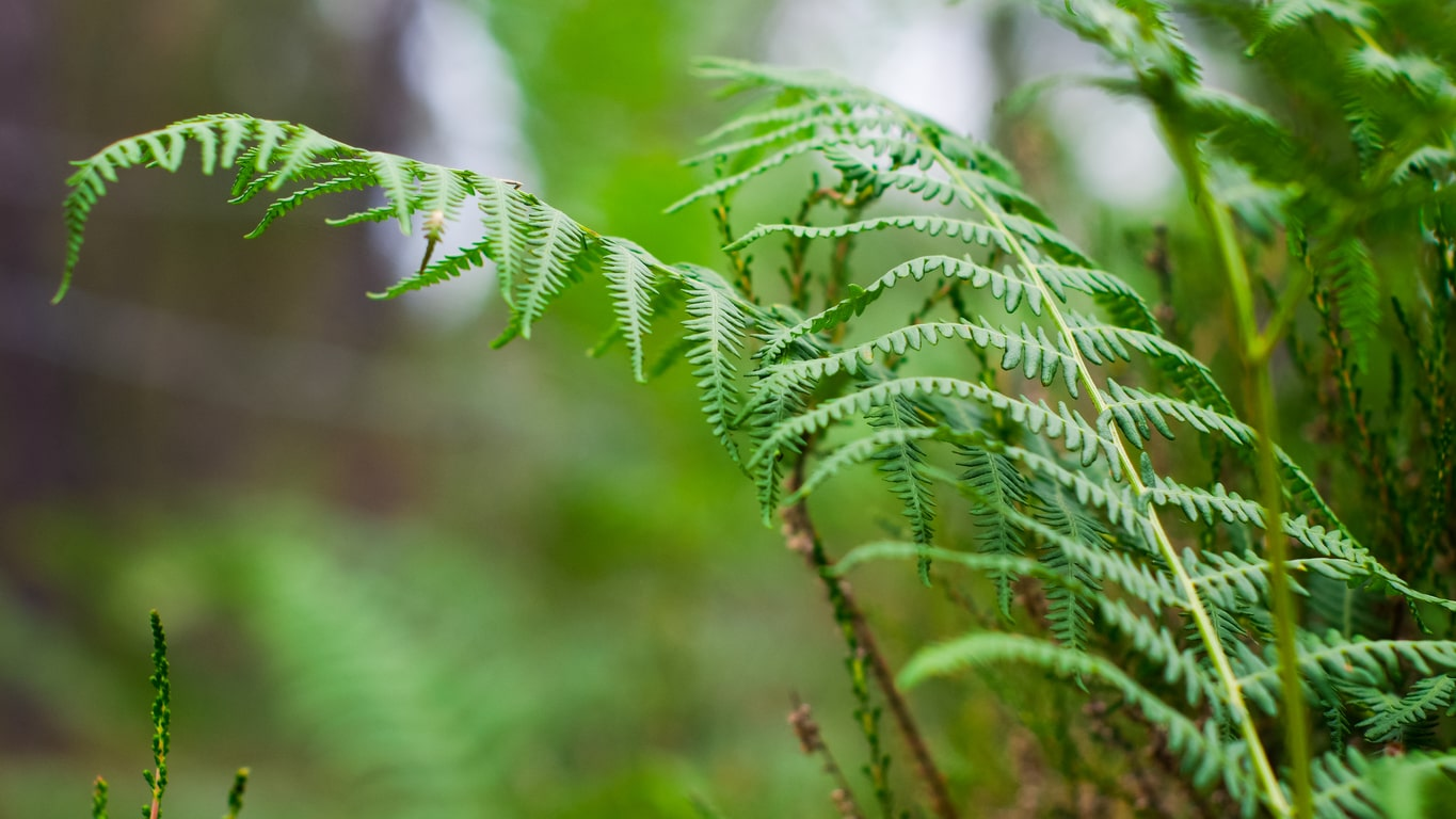 Close-up of vibrant green ferns with delicate fronds, moist and thriving in their natural forest habitat, symbolizing tranquility and the lushness of a woodland ecosystem | KEUTEK