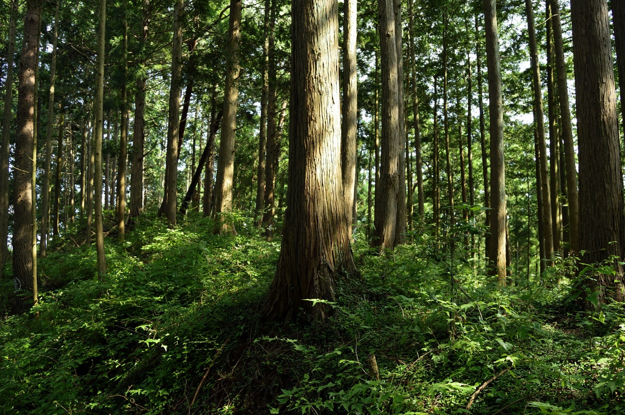 Tall, sturdy trees casting shadows in a dense, green forest, representing the remote tranquility of the deep woods perfect for boondocking | KEUTEK