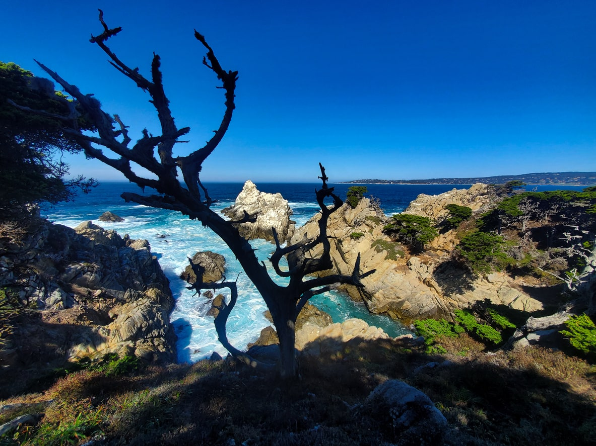 Dramatic coastal view at Treebones Resort with a silhouetted, weathered tree in the foreground, overlooking rugged cliffs and turbulent turquoise waters under a clear blue sky | KEUTEK