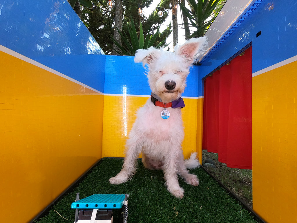 Swedish inventor creates LEGO photo booth for her dog | LAMINIFIGS.com