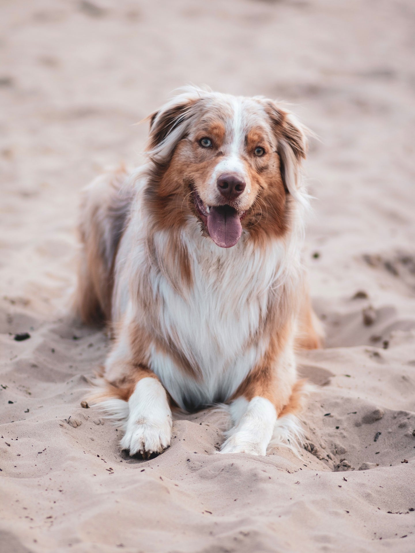 what are the signs of a healthy dog