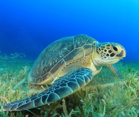 Salty Spirit: Green sea turtle with the round head. 