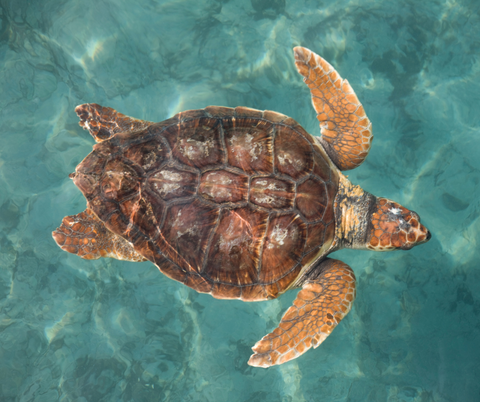 Salty Spirit: Loggerhead Sea Turtle