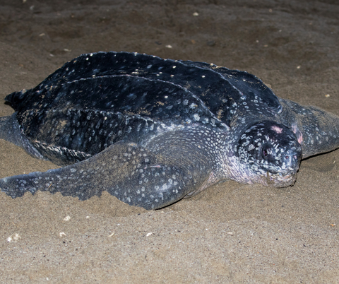 Salty Spirit: Leatherback sea turtle- the easiest to recognize
