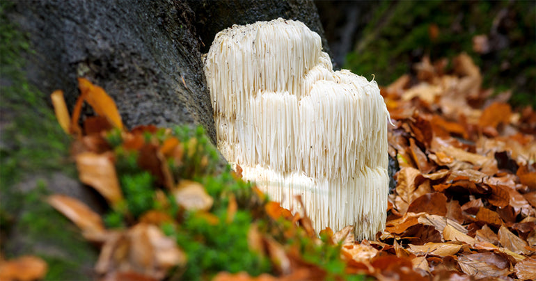 Lion's Mane Mushroom Benefits, Usage, and Side Effects: Gaia Herbs®