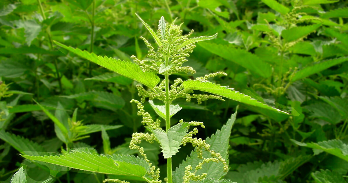 An Essential Guide to Nettle: History, Benefits & Uses