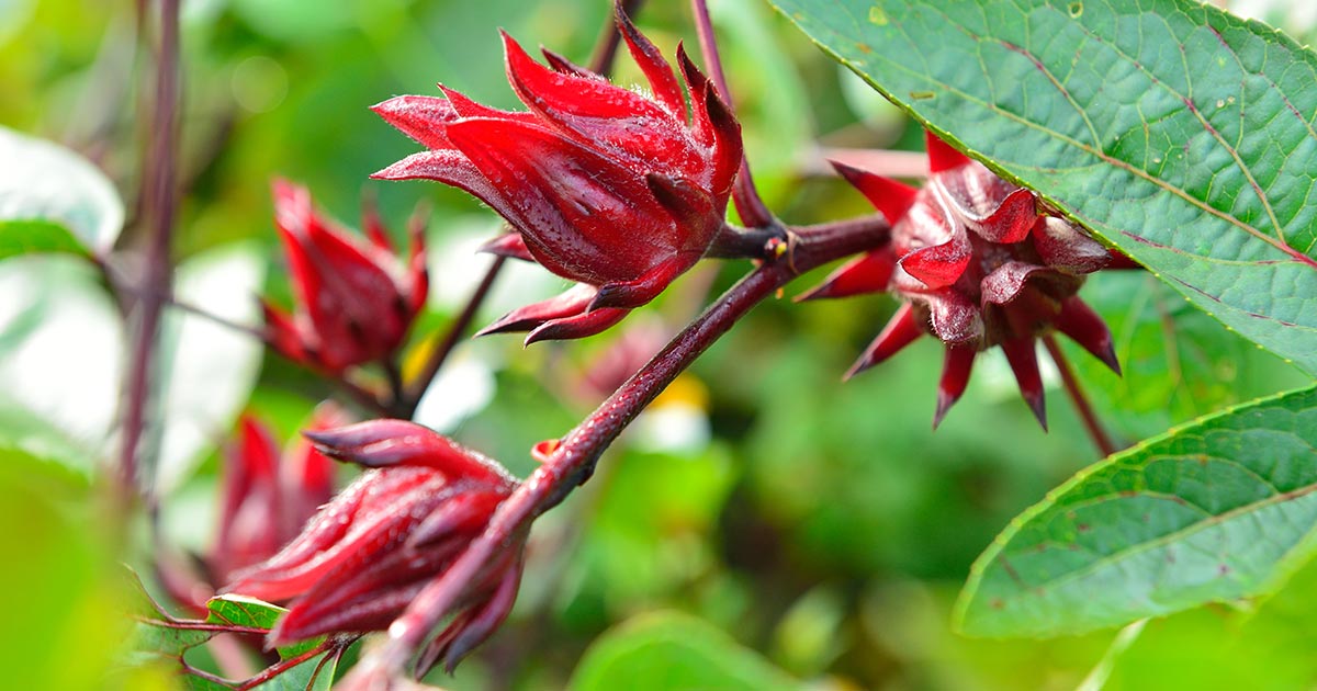 The Surprising Health Benefits Hibiscus: Gaia Herbs®
