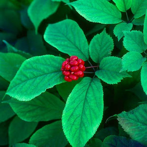 Panax quinquefolius AMERICAN GINSENG Herb Seeds!