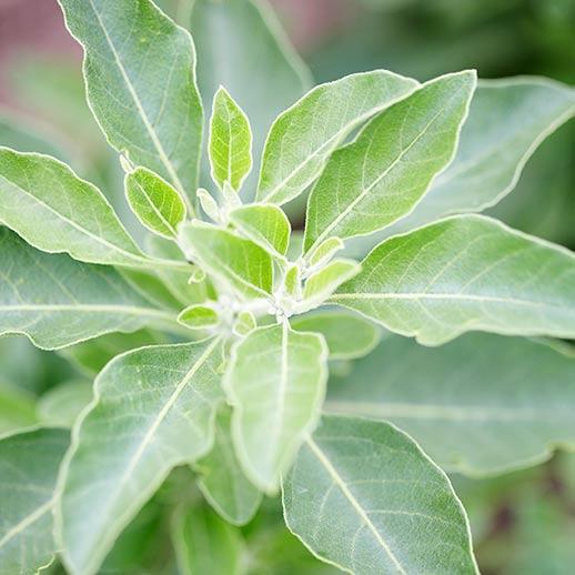 Ashwagandha Benefits, Uses & History: Gaia Herbs®