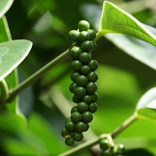 Black Pepper Benefits, Uses & History: Gaia Herbs®