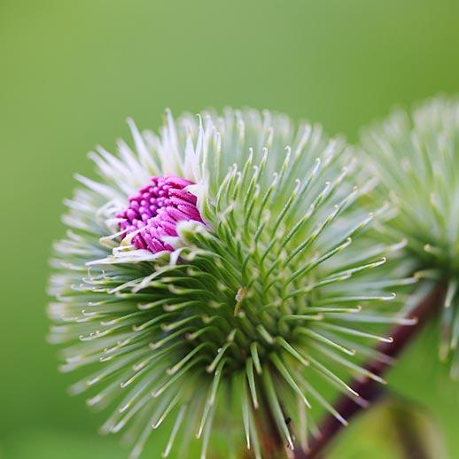 Burdock Benefits, Uses & History: Gaia Herbs®