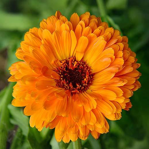 Calendula Benefits, Uses & History: Gaia Herbs®