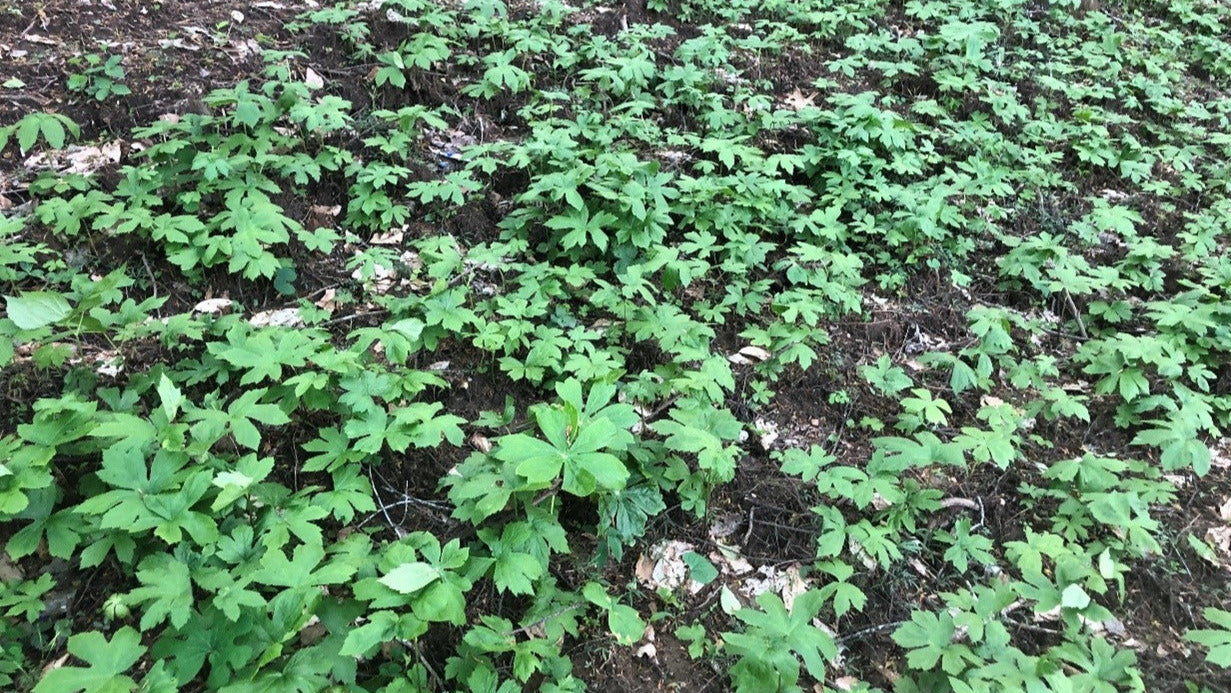 Patch Of Cultivated Goldenseal In Pikeville, Tennessee