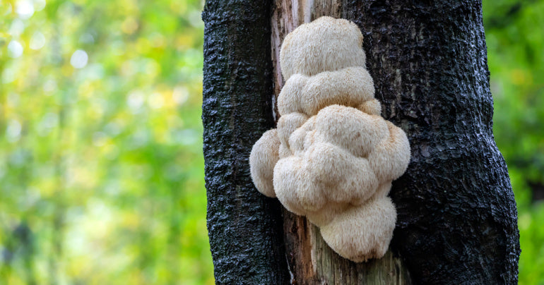 Lion's Mane mushroom growing on the side of a tree