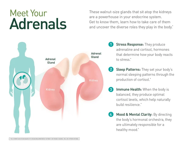 adrenal health diagram 