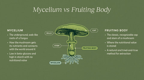 Mycelium Versus Fruiting Body Extract in mushrooms: Which Is Better?