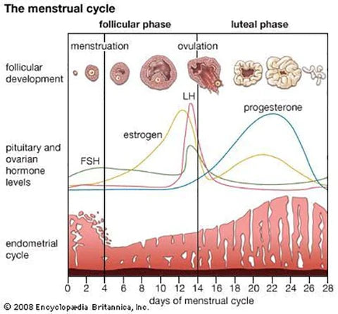 Why Do Women Have Periods - Evolution Of Menstruation – Nutrova