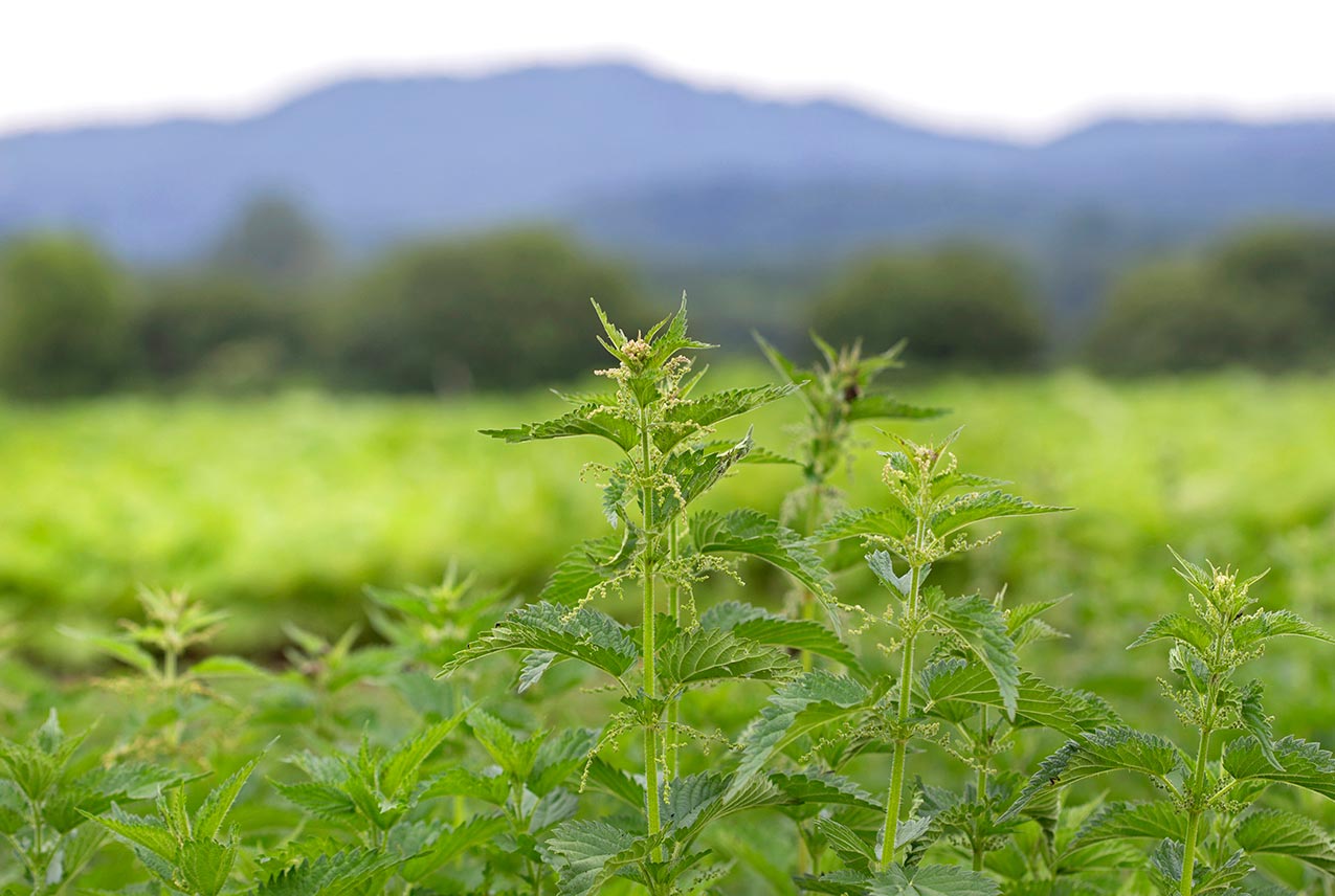 Nettle, plant