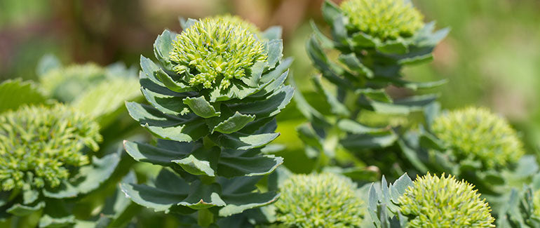 Rhodiola Rosea in nature