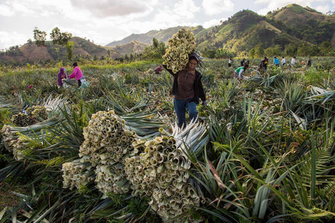 Pineapple Leaf Collection for Piñatex Manufacturing