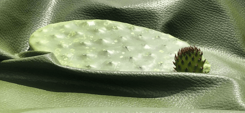 Desserto leather made from prickly pear cactus