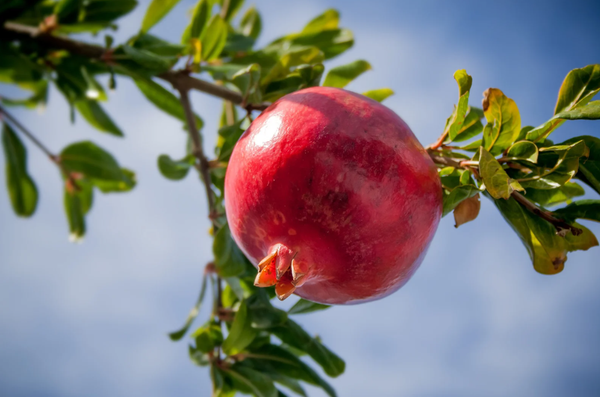 How to Select a Pomegranate?