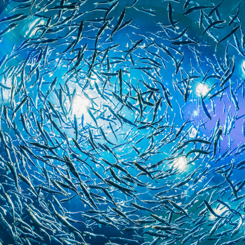 shimmery blue ocean scene with massive school of fish