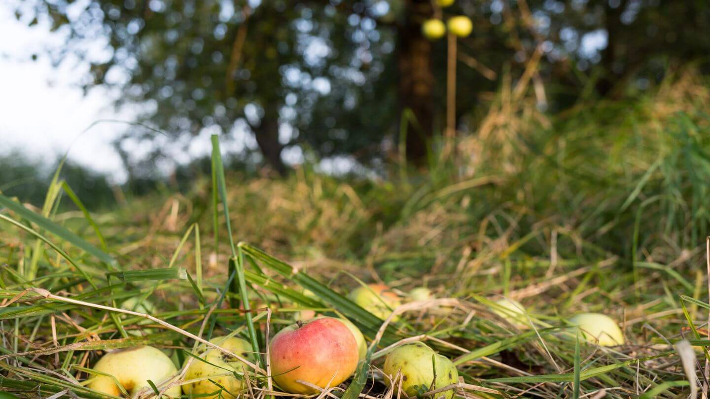 Streuobstwiesen von Ostmost