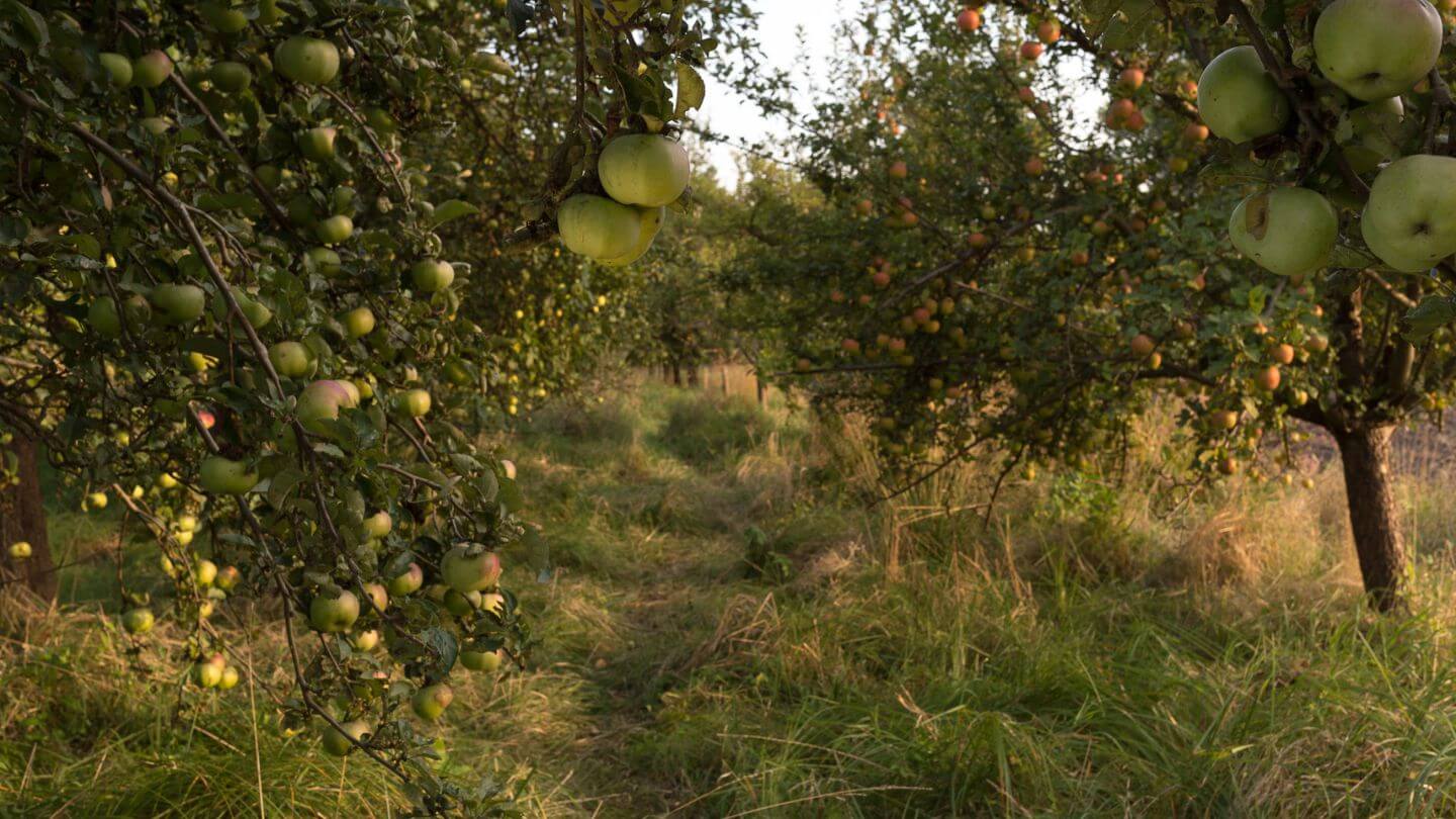 Streuobstwiesen von Ostmost