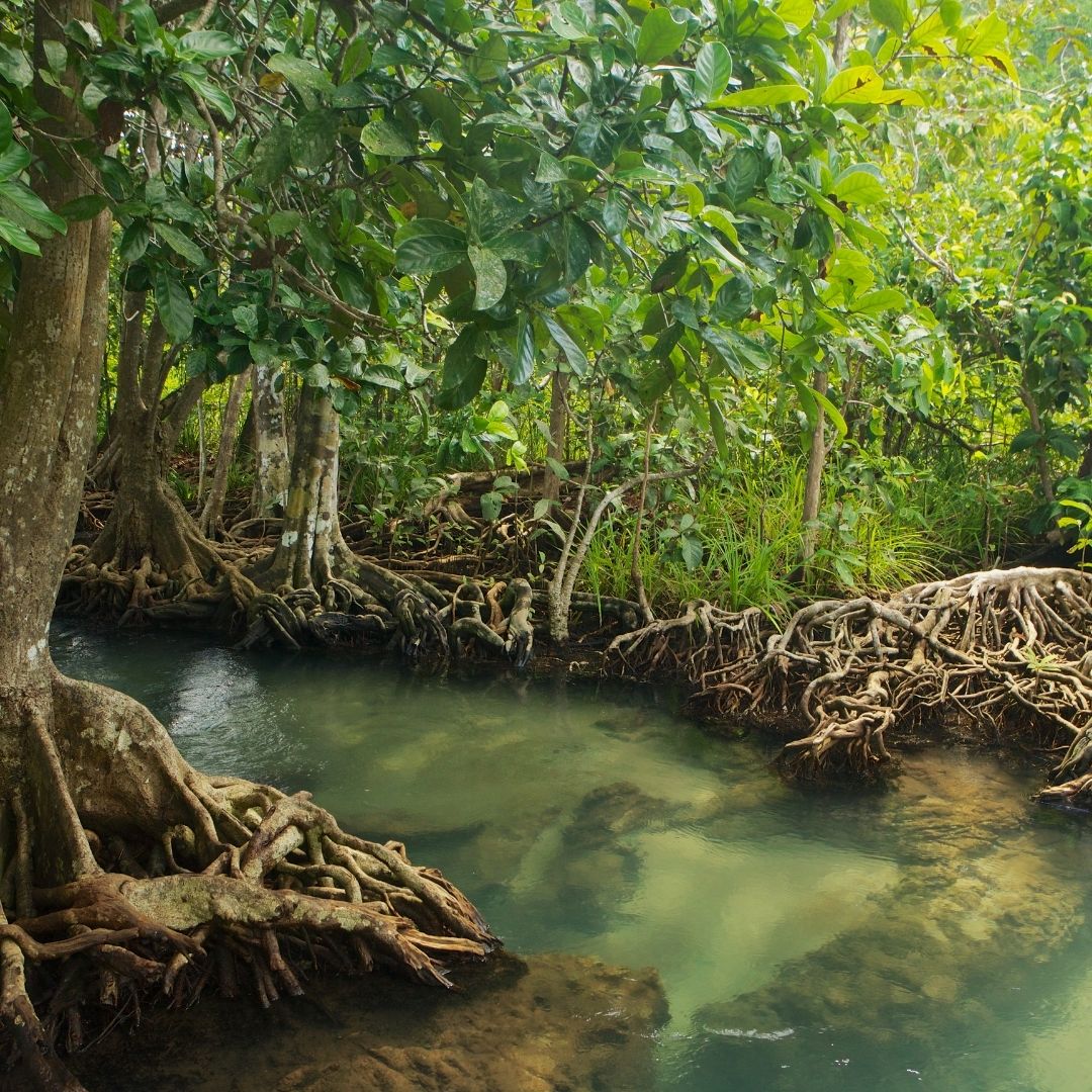 Mangrovenwälder schützen mit Umweltschutz in Hamburg mit Blue Carbon Strategy