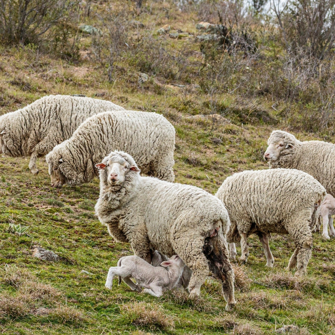 Was ist Mulesing und wie vermeide ich es für nachhaltige und faire Merinowolle